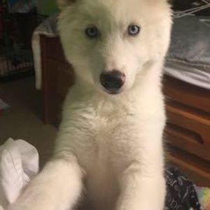 Meet your Posher, Giselle